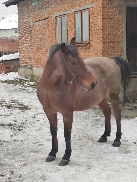 Кобила робоча 9років