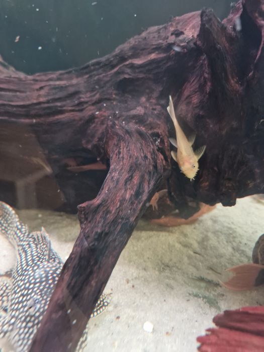 Zbrojniki super red snow white lemon