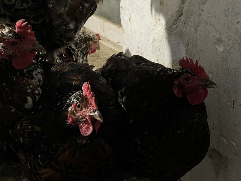 Інкубаційні яйця