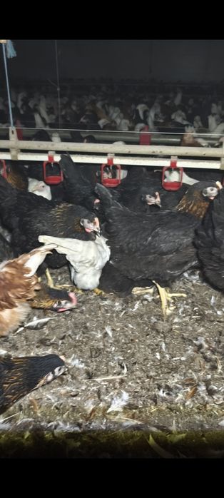 Młode kurki ogolnouzytkowe 3 tyg do jajka