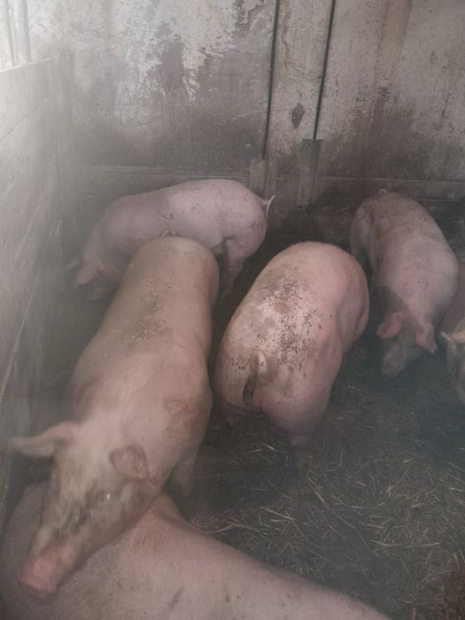 Продам свиней мʼясників