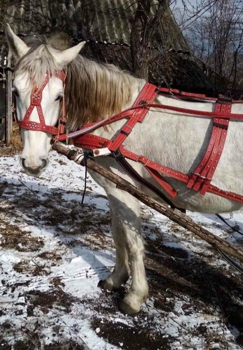Упряж шлея, наритник, уздечка, недоуздок, ліци.
