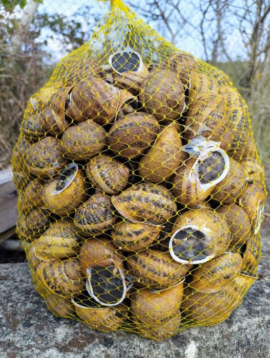 Caracoleta asperssa máxima