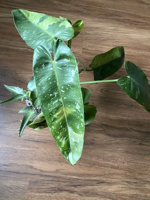 Philodendron Jose Buono
