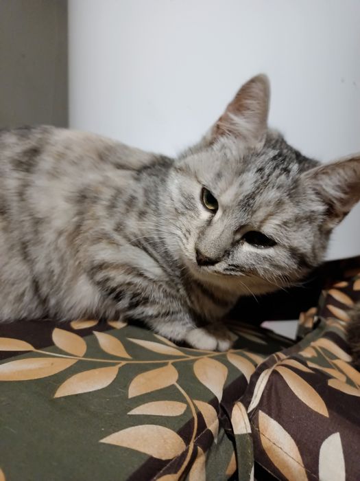 Гарні котики в добрі руки