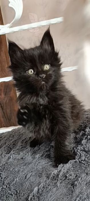 Мейн-кун, дівчинка