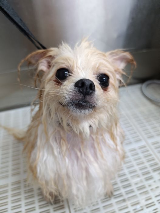 trespasse de banho e tosquia