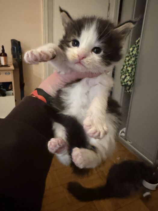 Раннє бронювання Мейн кун