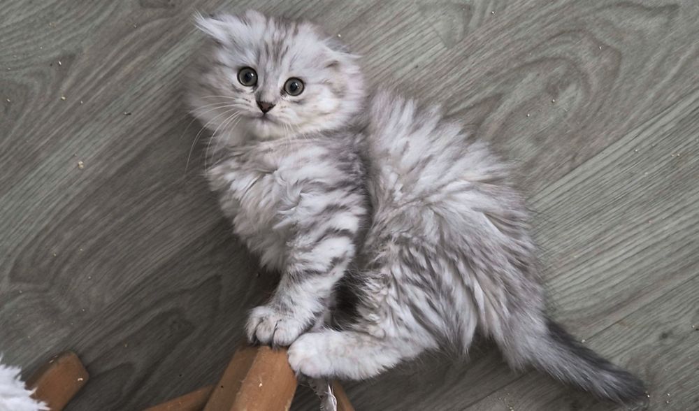 Вислоухие и прямоухие шотландские котята, мальчик и девочки