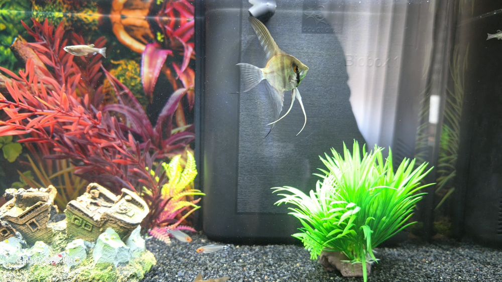 Aquario Aquatlantis