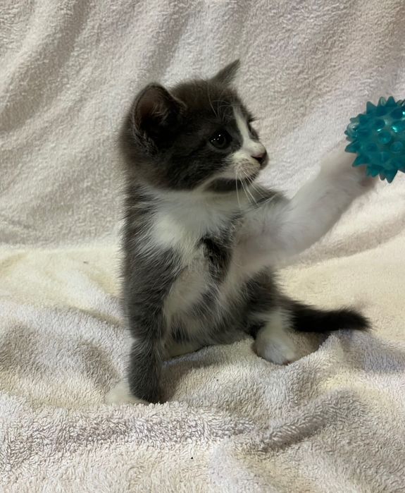 Кошенята хлопчики 1,5 місяці