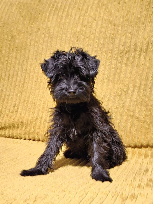 Yorkshire terrier  suczka  KOMPLET  SZCZEPIEŃ