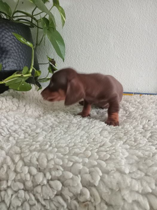 Excelente machoteckel miniatura