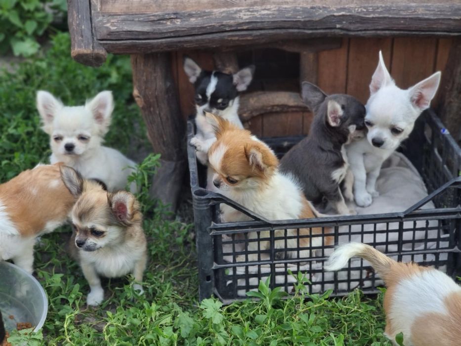 Питомник предлагает замечательных малышей чихуахуа