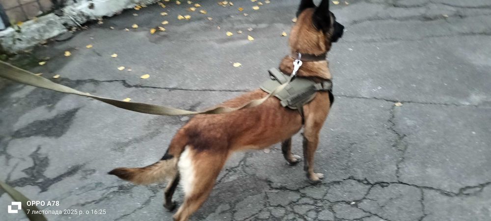 Дресирування собак,вигул собак