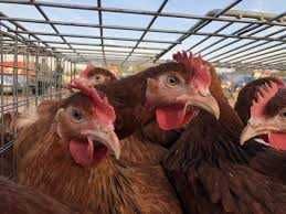 KURKI NIOSKI KURY  z jajkiem 25 tyg.  Dowóz Gratis!!