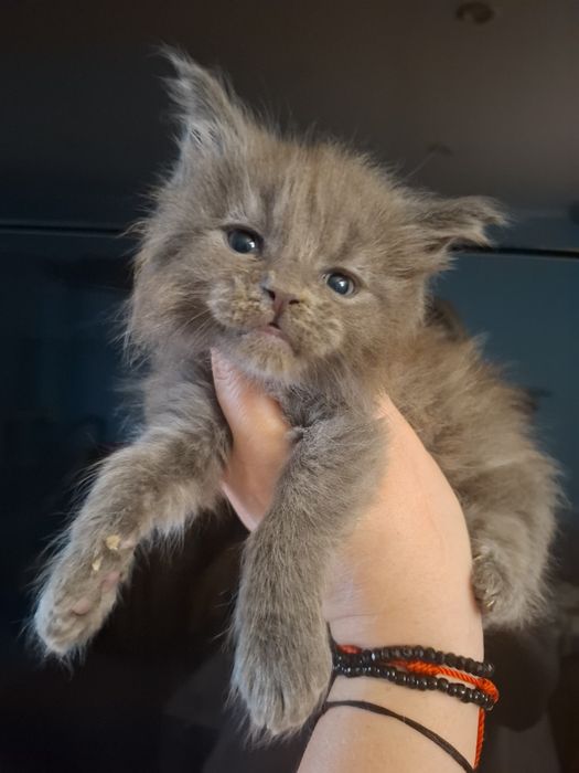 Piękny niebieski solid kocurek Maine Coon