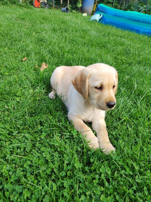 śliczny piesek labrador rodowód
