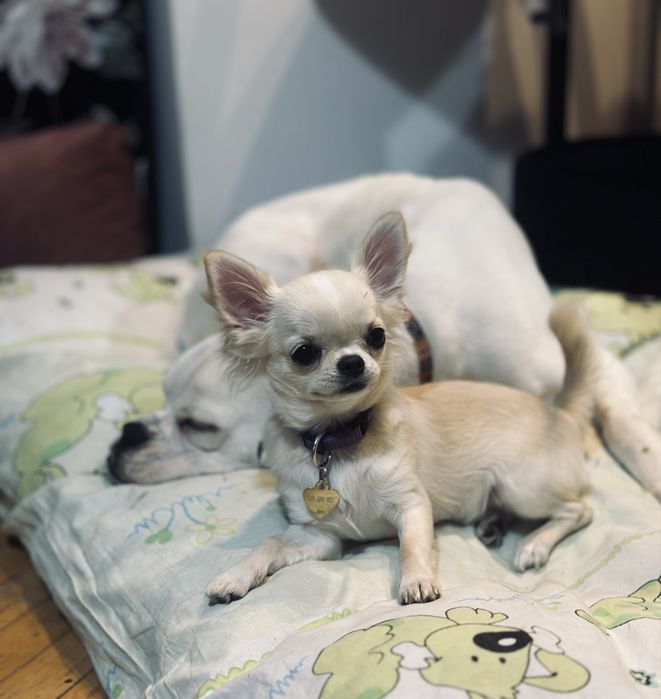 Domowy Hotel dla Zwierzaków