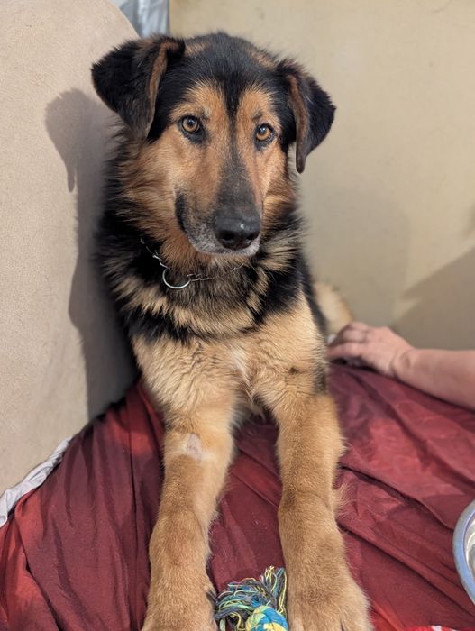 Borowik uratowany z  schroniska szuka ukochanego domu