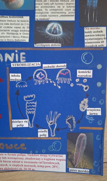 Plakat na biologię parzydełkowce