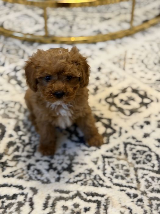 Cavapoo pudel toy uroczy piesek