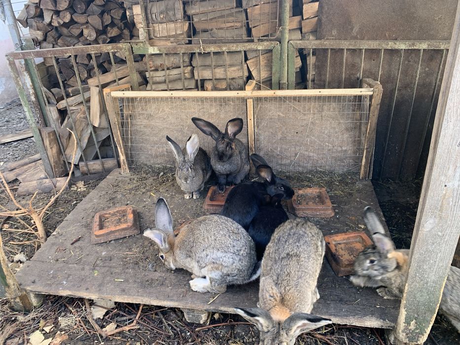 Продам кроликів різного віку