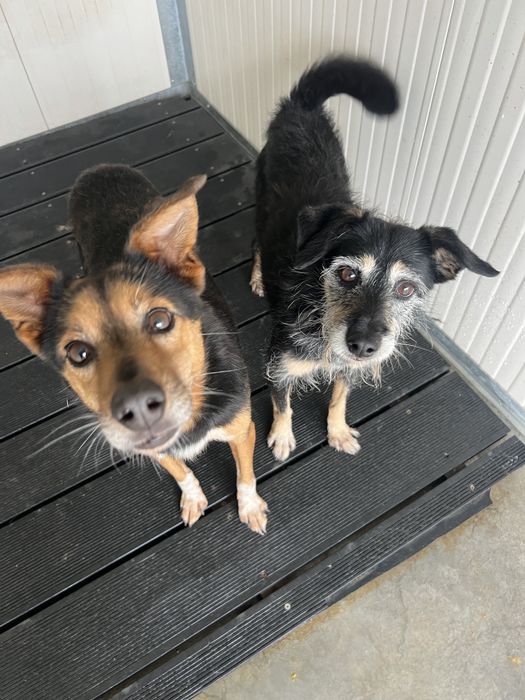 Cães de porte pequeno para adoção