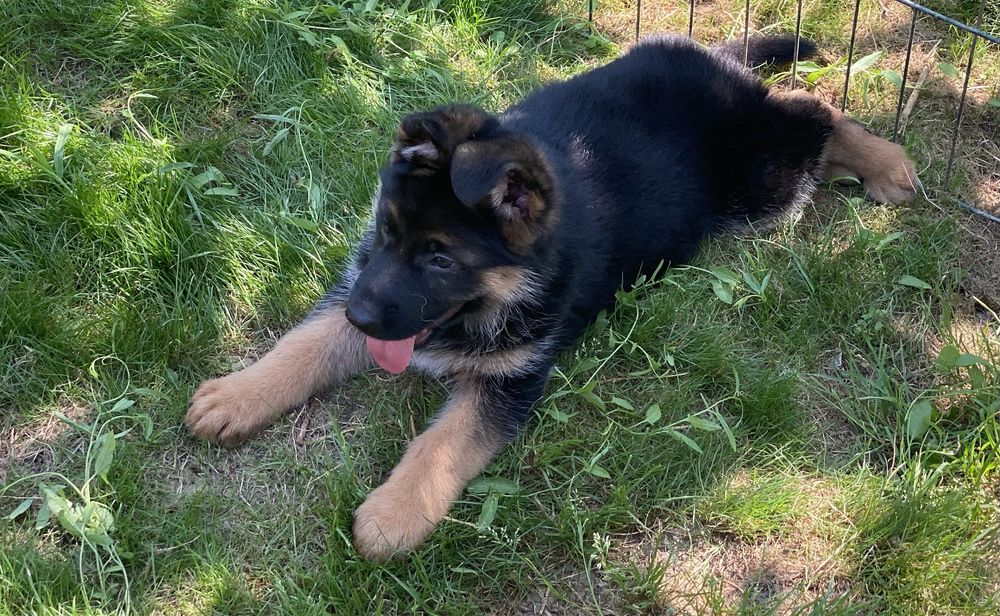 Поспішайте за найкращими цуценятами