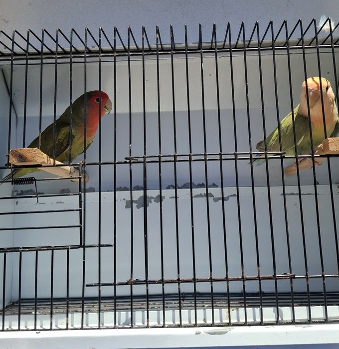Roseicolis longfeathers