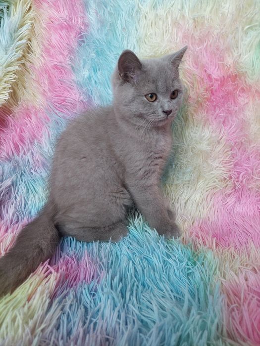 Kot brytyjski liliowy kocur