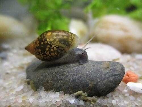 Ślimaki rozdętki (Bladder Snail) do akwarium | Zdrowe, aktywne