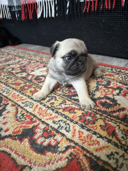 Продам Щенки Мопсики