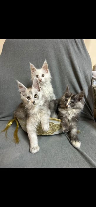 Maine Coon kocur ds12
