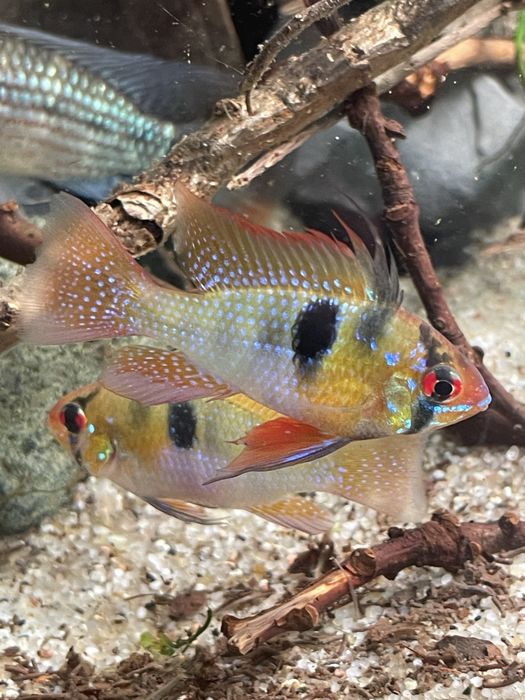 Parka pielegniczka ramireza