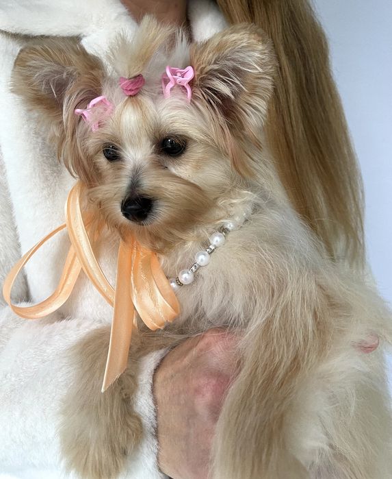 Ідеальна Помапу для вашого дому