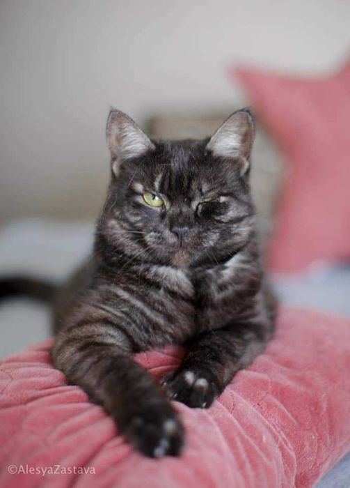 Sheris idealna kotka