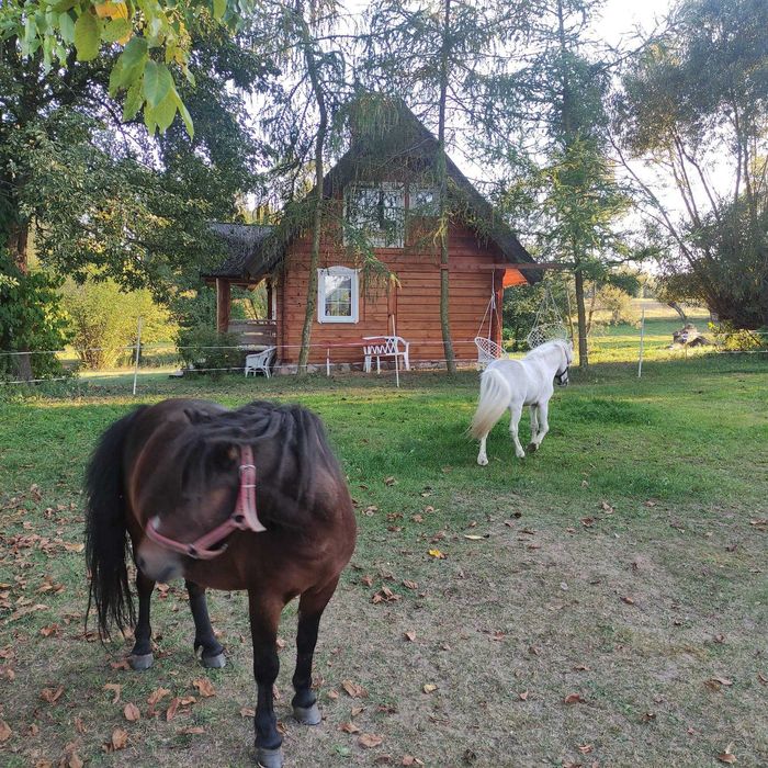 Wynajmę drewniany domek z jacuzzi ( sylwester juz zajety)