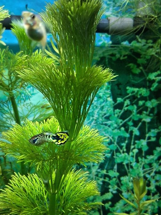 Gupiki ryby akwariowe