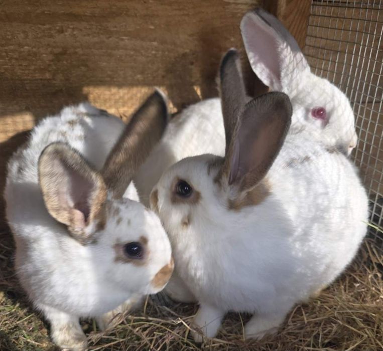 Кролики молоді, кролики.