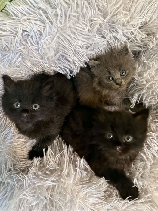Прилаштовуються кошенята, вік 1-1,5 міс