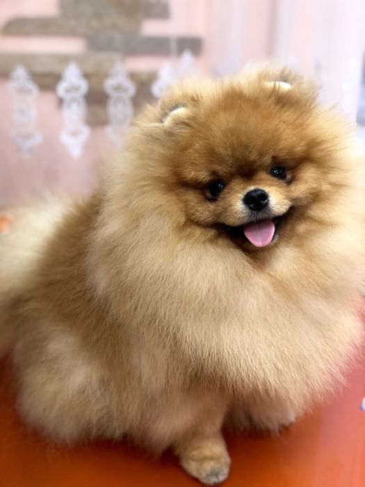 Хлопчик .Померанський шпіц КСУ/FCI