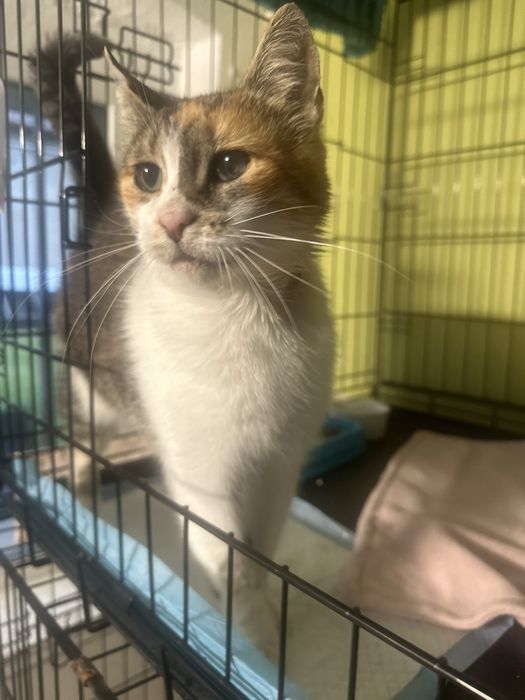 Królowa Gaja czeka na kochajacy dom