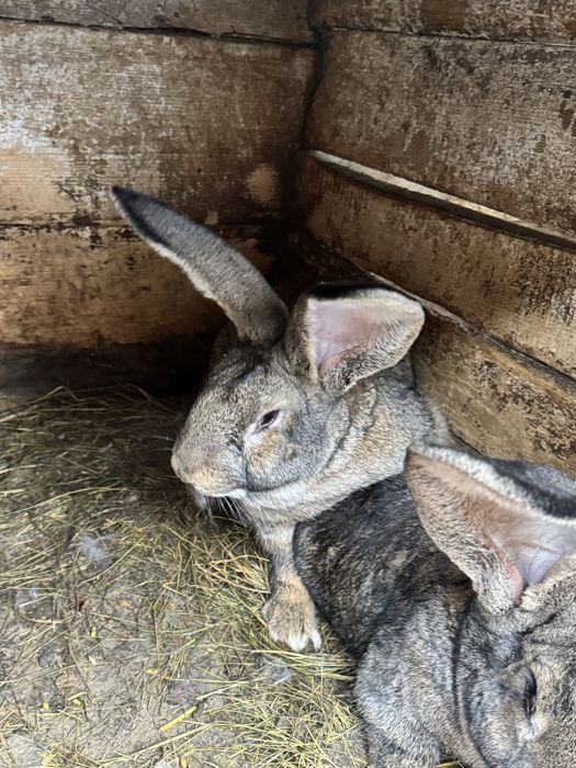 Семець бельгійський велетень