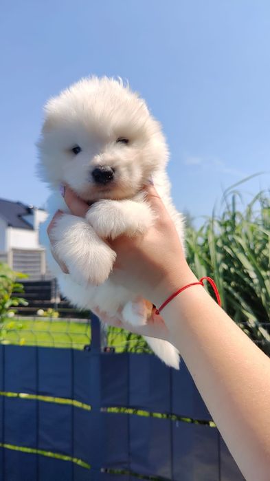 Samoyed  zkwp /FCI - Samiec