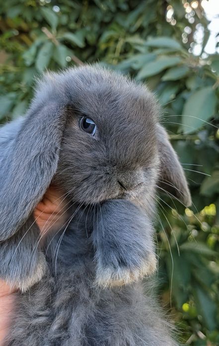 Mini Lop - Karzełek baranek
