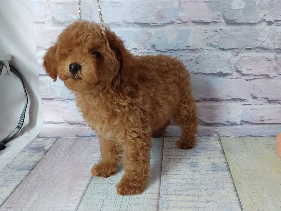 Терміново. Ціну знижено! Хлопчик той пудель