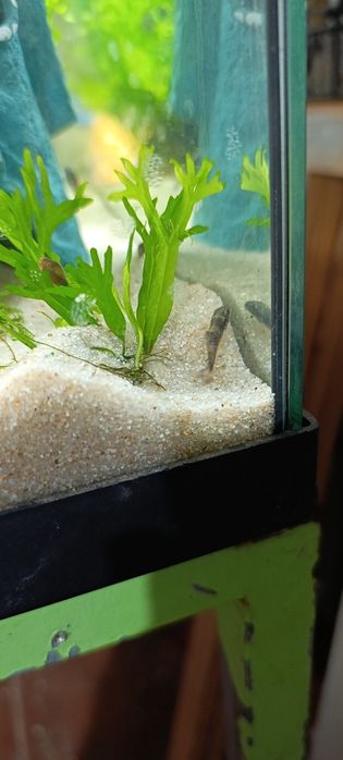 Garra flavatra panda