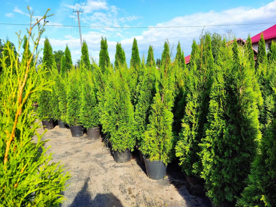 Tuje Szmaragd 1,2m 1,6m 1,8m ,2m 2,2 m dostawa GRATIS , Sadzimy !