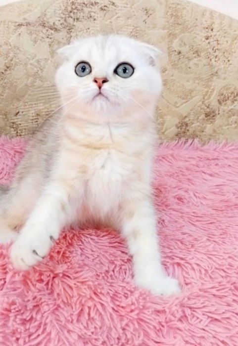 Серебристая шиншилла мальчик вислоушка Скоттиш фолд